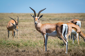 Gazelles peacefully grazing across golden savannah grasslands, with vigilant animal scanning surrounding terrain under intense sunlight and expansive horizon