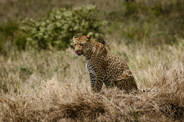 Leopard resting amid dry grasslands, tongue cleaning fur after hunting, capturing predatory grace within Serengeti National Park's wilderness landscape