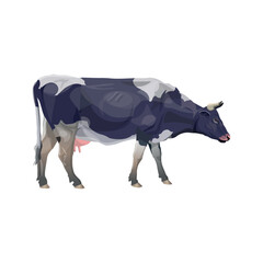 Black and white spotted cow grazing. Vector illustration isolated on white background