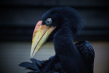 rhinoceros hornbill