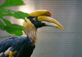 yellow billed hornbill