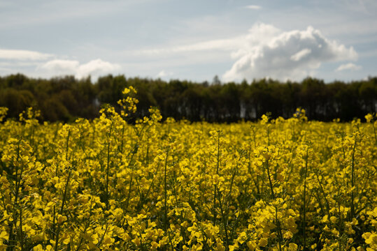 Fields of Yellow Oil Seed Rape Flowers growing in an agricultural landscape.