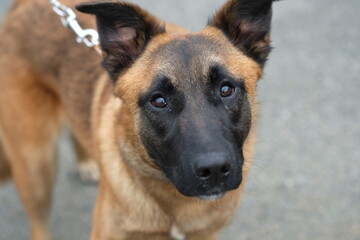 Newquay Cornwall UK 03 13 2025, 8 month old female Belgian Malinois Puppy called Stevie