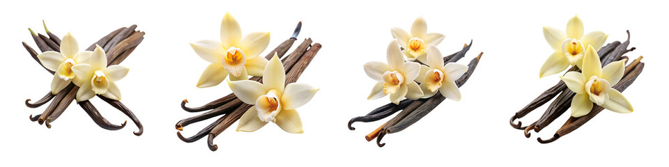 Exquisite vanilla flowers pods isolated on a transparent background.