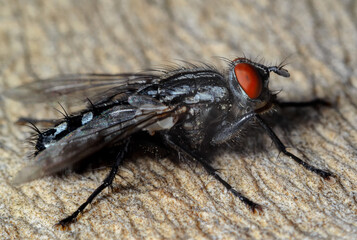 Insect close-up, supermacro, detailing, entomology, animal species of the east of Ukraine