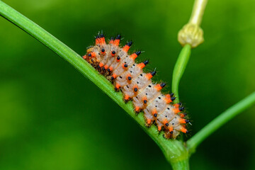 Insect close-up, supermacro, detailing, entomology, animal species of the east of Ukraine
