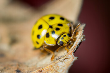 Insect close-up, supermacro, detailing, entomology, animal species of the east of Ukraine