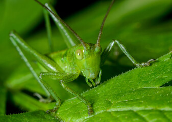 Insect close-up, supermacro, detailing, entomology, animal species of the east of Ukraine