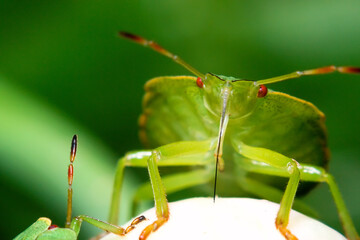 Insect close-up, supermacro, detailing, entomology, animal species of the east of Ukraine