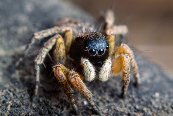 Insect close-up, supermacro, detailing, entomology, animal species of the east of Ukraine
