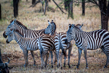 Zebras huddling together on golden grasslands of Tanzanian savanna, highlighting wildlife interactions and natural habitat landscape