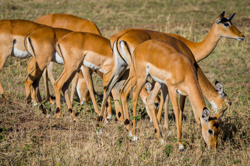 Impala herd grazing peacefully in dry savanna grasslands, sunlight warming golden plains of Tanzania, capturing wild African landscape's serene essence