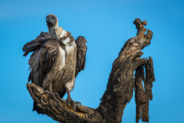 Ruppell's Griffon Vulture resting on weathered tree branch, displaying massive wingspan and piercing eyes within sparse Tanzanian savanna landscape
