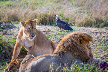 Powerful lion pride devouring prey while watchful vulture anticipating remnants in golden-hued Serengeti grasslands, dramatic wildlife scene capturing predator dynamics