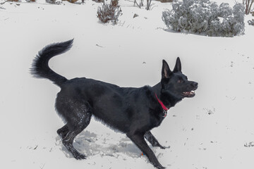 Anticipation - Dog Playing in the Snow