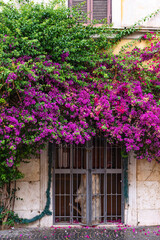 old house with ivy, houses with vegetation on their facade and window with pink flowers