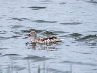 A capente swims (Anas capensis) in a pond in Arusha National Park.