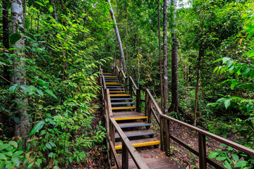 Boardwalk with stairs through rainforest near MacRitchie Reservoir in Central Catchment Nature Reserve, Singapore