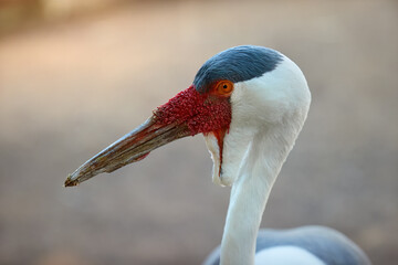 A wattled crane (Grus carunculata) close-up portrait, showcasing its distinctive red facial skin, long, pointed beak, and elegant white and gray plumage. Native to wetlands of Africa.