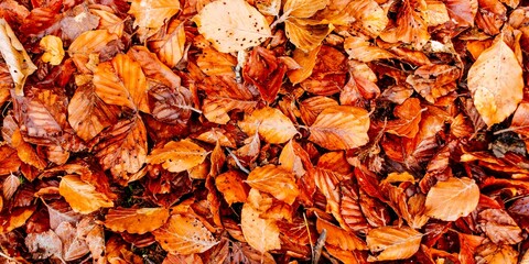Autumn beech leaves on the wet ground.