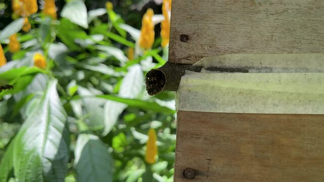 Scaptotrigona native bee nest in its natural habitat, stingless bee hive in a tropical ecosystem. High quality 4k footage
