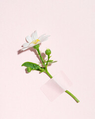 Fresh spring garden flower on pastel blank card