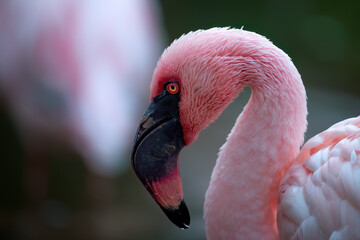Fototapeta premium A close-up portrait of a greater flamingo (Phoenicopterus roseus) with vibrant pink plumage and a striking red eye. Ideal for: wildlife photography, birdwatching, and nature conservation themes. 