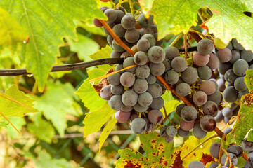 Cluster of ripe grapes hanging on a vine in a vineyard

