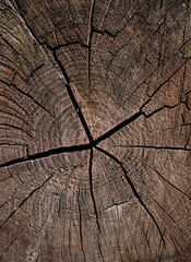 Fototapeta premium Close-up of cracked tree stump with growth rings 