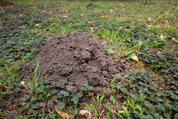 Fresh molehill in a grassy field
