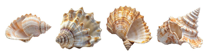 Fototapeta premium Various Unique Seashells Displayed on a White Background, PNG bundle collection, Isolated on Transparent Background