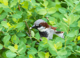 A House Sparrow or English Sparrow emerging from a leafy bush with a grub in its beak.