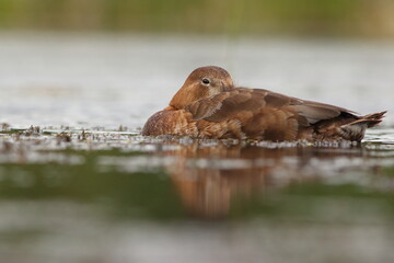 Głowienka (Aythya ferina) 