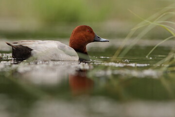 Głowienka (Aythya ferina) 