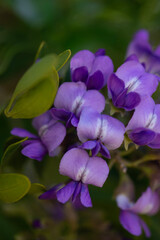Closeup vertical of purple flowers and green leaves of Mountain Laurel tree in Tucson, Arizona