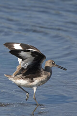Prancing Willet seabird runs with lifted wings in California at Bolsa Chica Ecological Reserve in Huntington Beach, USA