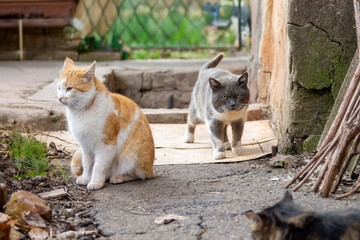 Two colored yard cats are going to start a showdown.