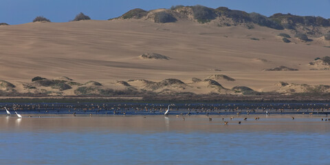 Beauty of wild shorebirds and California sand dunes at at Oceano Dunes State Vehicular Recreation Area on Pacific coast