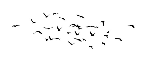 Flying birds silhouette flock. hand drawing. Not AI. Vector illustration.