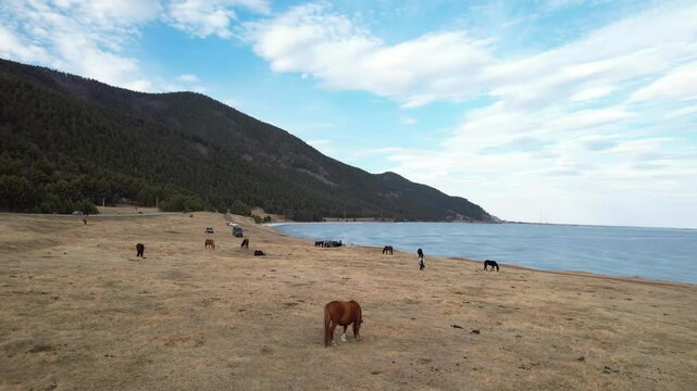 Lake Baikal. The herd of wild horses is grazing in the hills of the island of Olkhon. Beautiful chestnut horse, leader of the herd