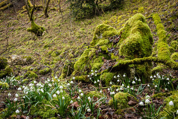 Blüte der Märzenbecher (Leucojum vernum) im Wolfstal auf der Schwäbischen Alb in Deutschland
