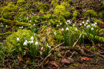 Blüte der Märzenbecher (Leucojum vernum) im Wolfstal auf der Schwäbischen Alb in Deutschland