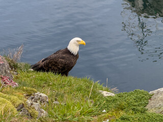 Eagle perched on a cliff by the water