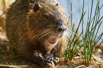 Nutria eating on the river bank, close-up, summer, animals in the south of France