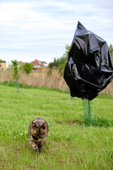 Seedling tree with buds are protected from spring frost with covering material. Protecting the garden from bad weather conditions. The trunk in safety net from rodents. The cat hunting in the garden.