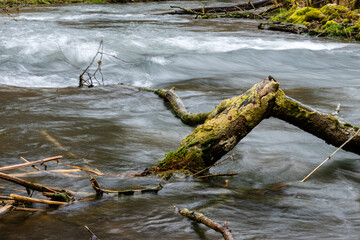 Totholz in der Lauter. Ein kleiner Fluß der Schwäbischen Alb in Deutschland