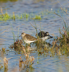  wood sandpiper (Tringa glareola) is a small wader belonging to the sandpiper family Scolopacidae Stintino, Sardinia, Italy