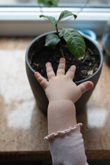Curiosity in Early Childhood: A Child's Hand Reaches Toward a Green Plant in a Pot by a Sunlit Window, Illustrating Growth, Exploration, and Learning in Nature