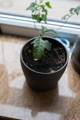 Simple guide to growing and caring for an indoor potted plant on your windowsill, ideal for beginners seeking tips, tricks, and advice on healthy home plant care