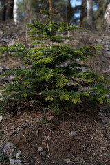 Fototapeta premium Young Evergreen Tree Growing in Forested Area Surrounded by Natural Undergrowth and Soil Illustrating Nature's Beauty in Its Growth and Ecosystem Environment